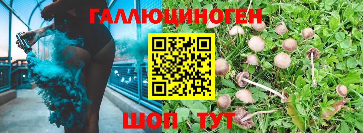 Галлюциногенные грибы Psilocybine cubensis  Псилоцибиновые грибы прущие грибы  Вход с VPN  Абинск 