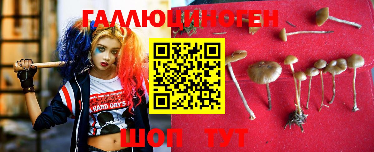 Псилоцибиновые грибы Psilocybine cubensis Абинск