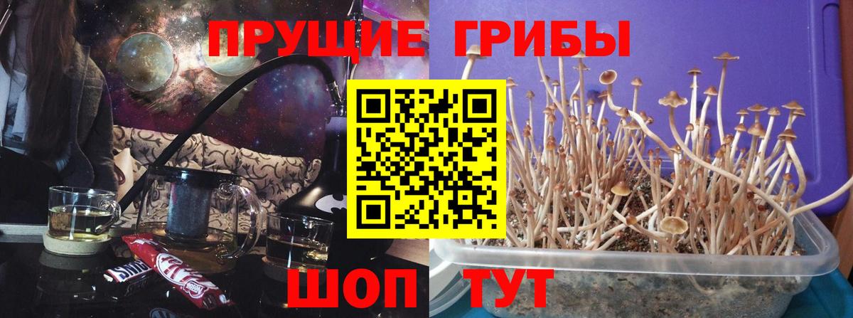 Псилоцибиновые грибы Psilocybine cubensis Абинск
