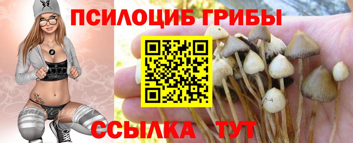Галлюциногенные грибы Psilocybine cubensis Абинск